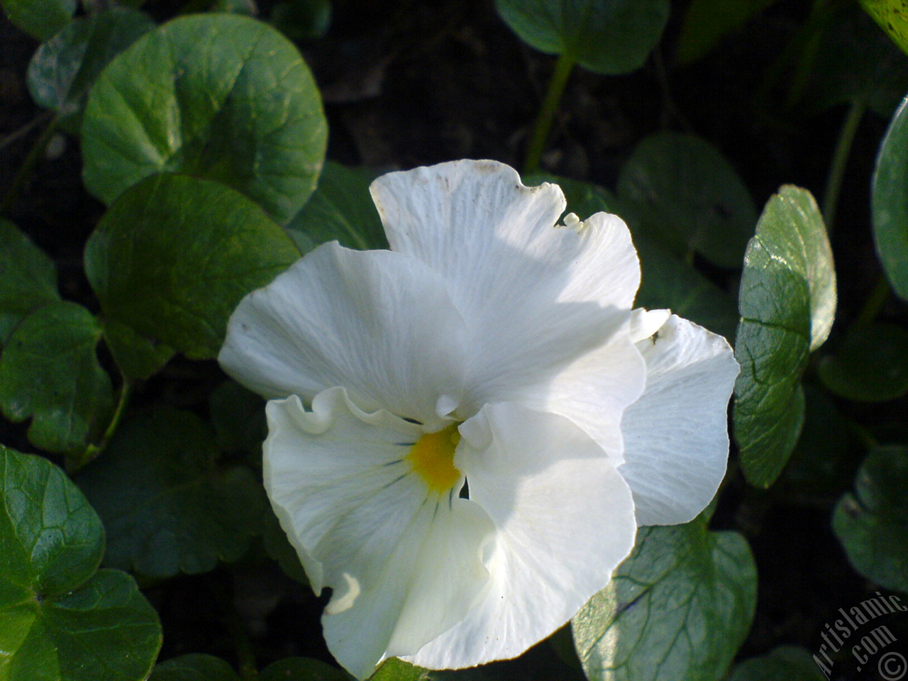 White color Viola Tricolor -Heartsease, Pansy, Multicoloured Violet, Johnny Jump Up- flower.
