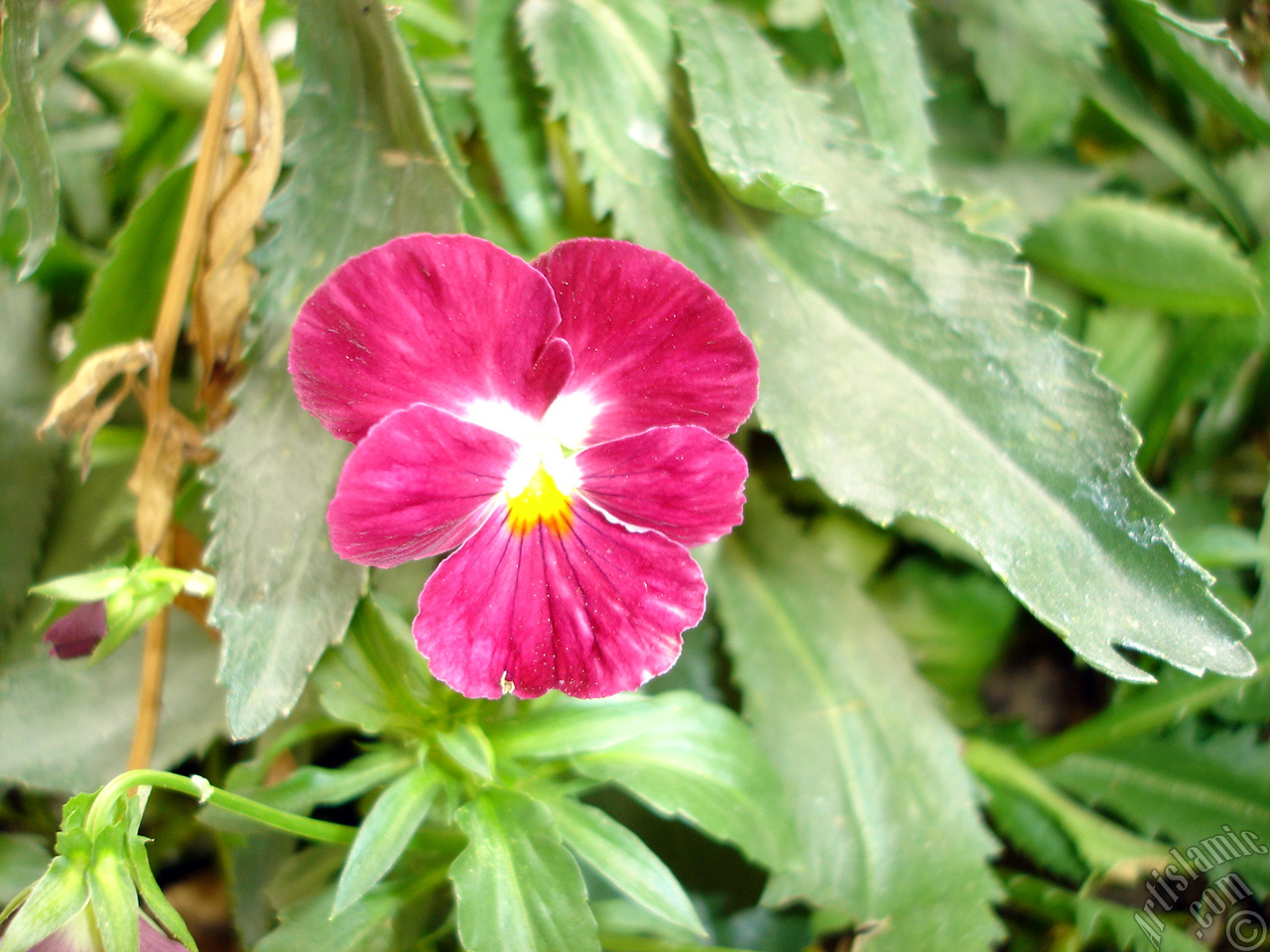 Burgundy color Viola Tricolor -Heartsease, Pansy, Multicoloured Violet, Johnny Jump Up- flower.

