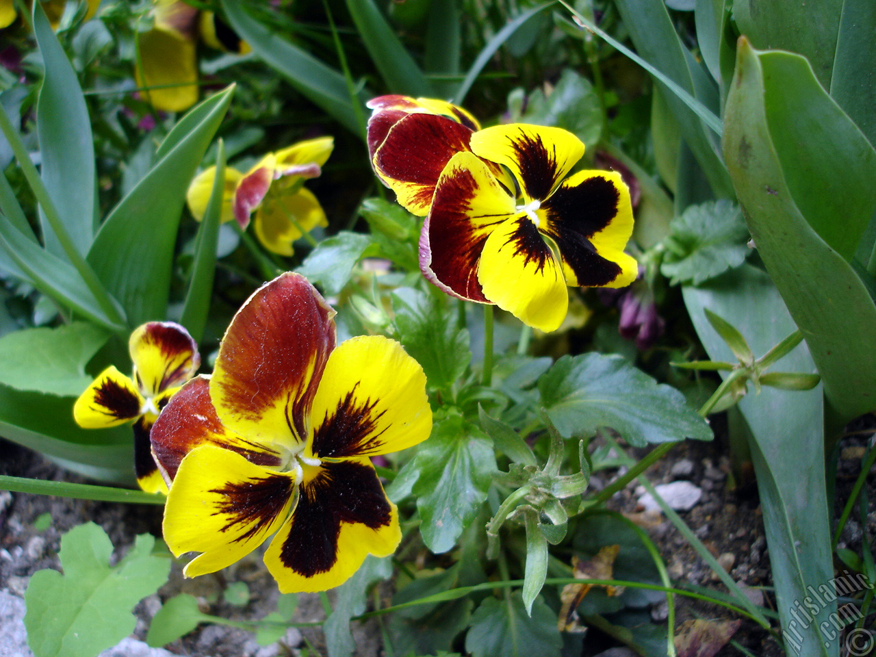 Yellow color Viola Tricolor -Heartsease, Pansy, Multicoloured Violet, Johnny Jump Up- flower.

