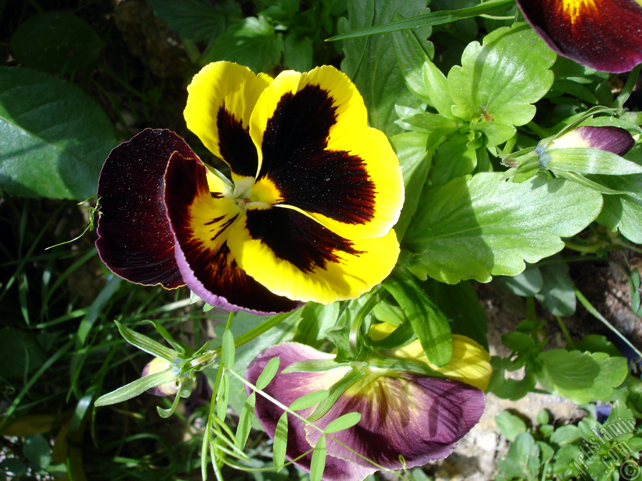 Yellow color Viola Tricolor -Heartsease, Pansy, Multicoloured Violet, Johnny Jump Up- flower.
