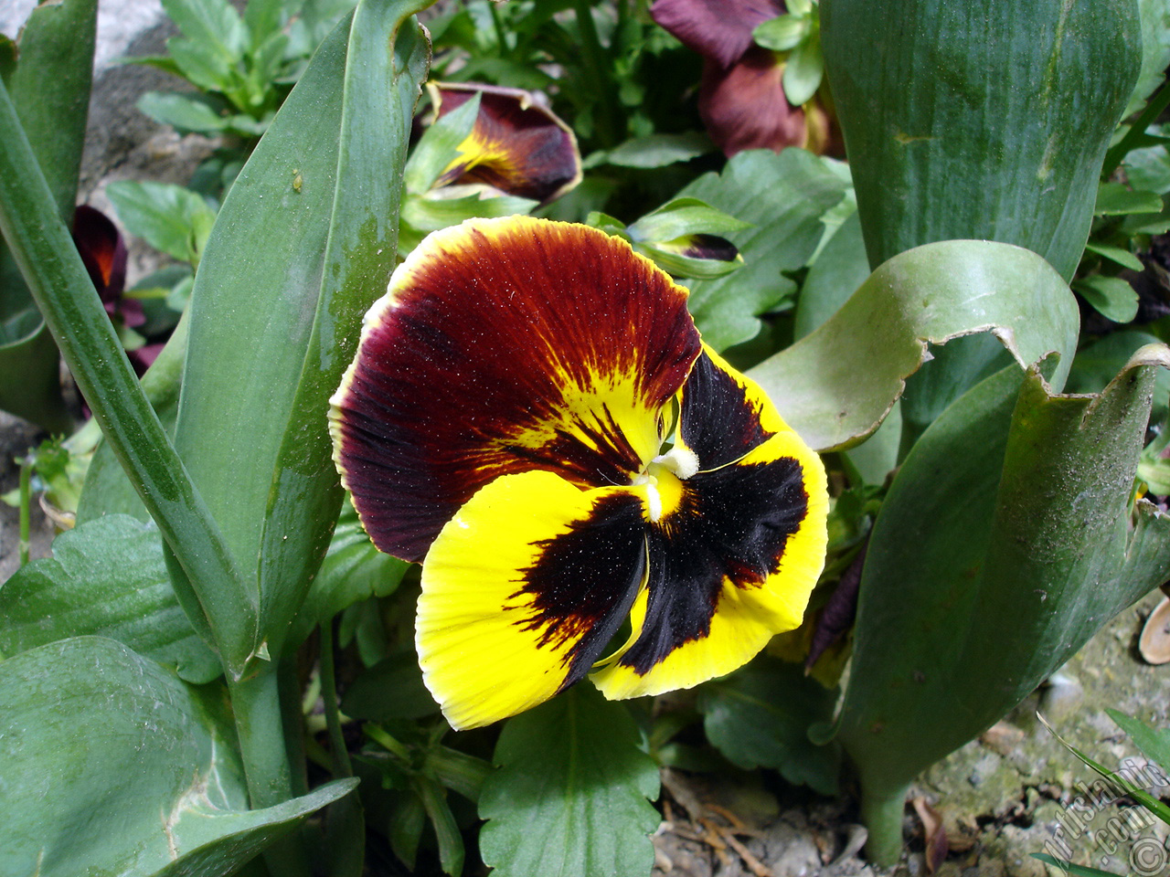 Yellow color Viola Tricolor -Heartsease, Pansy, Multicoloured Violet, Johnny Jump Up- flower.
