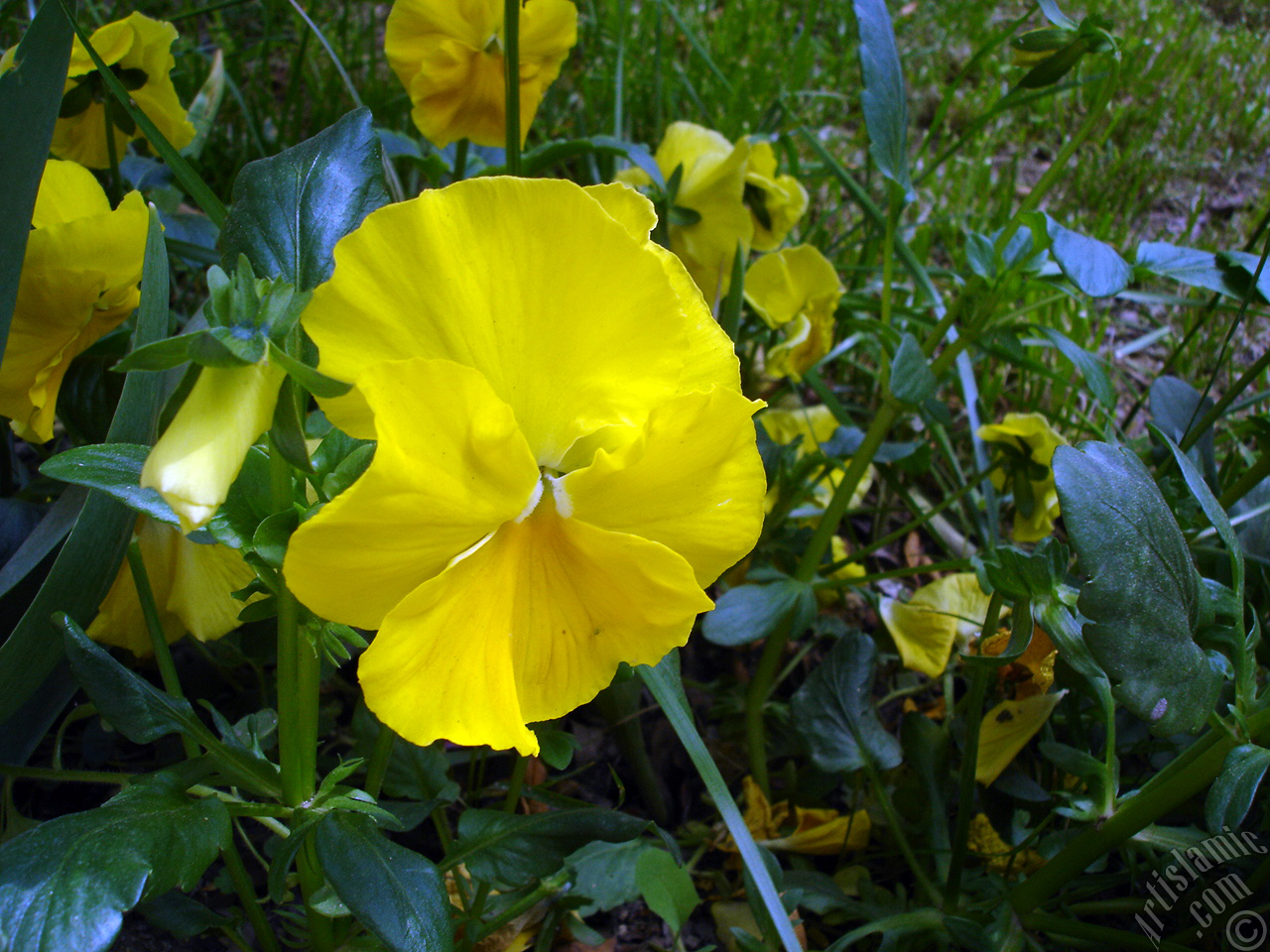 Yellow color Viola Tricolor -Heartsease, Pansy, Multicoloured Violet, Johnny Jump Up- flower.
