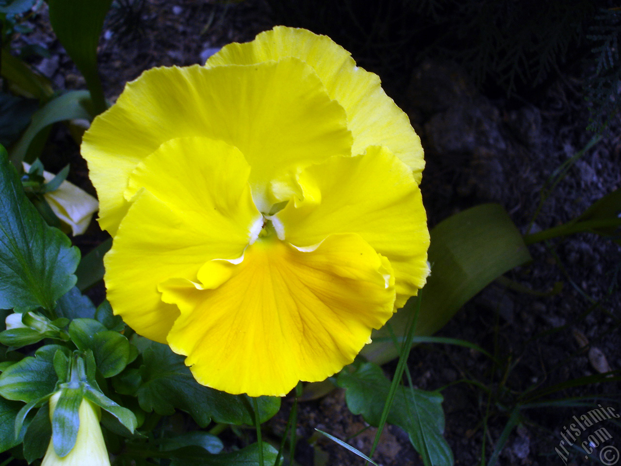 Yellow color Viola Tricolor -Heartsease, Pansy, Multicoloured Violet, Johnny Jump Up- flower.
