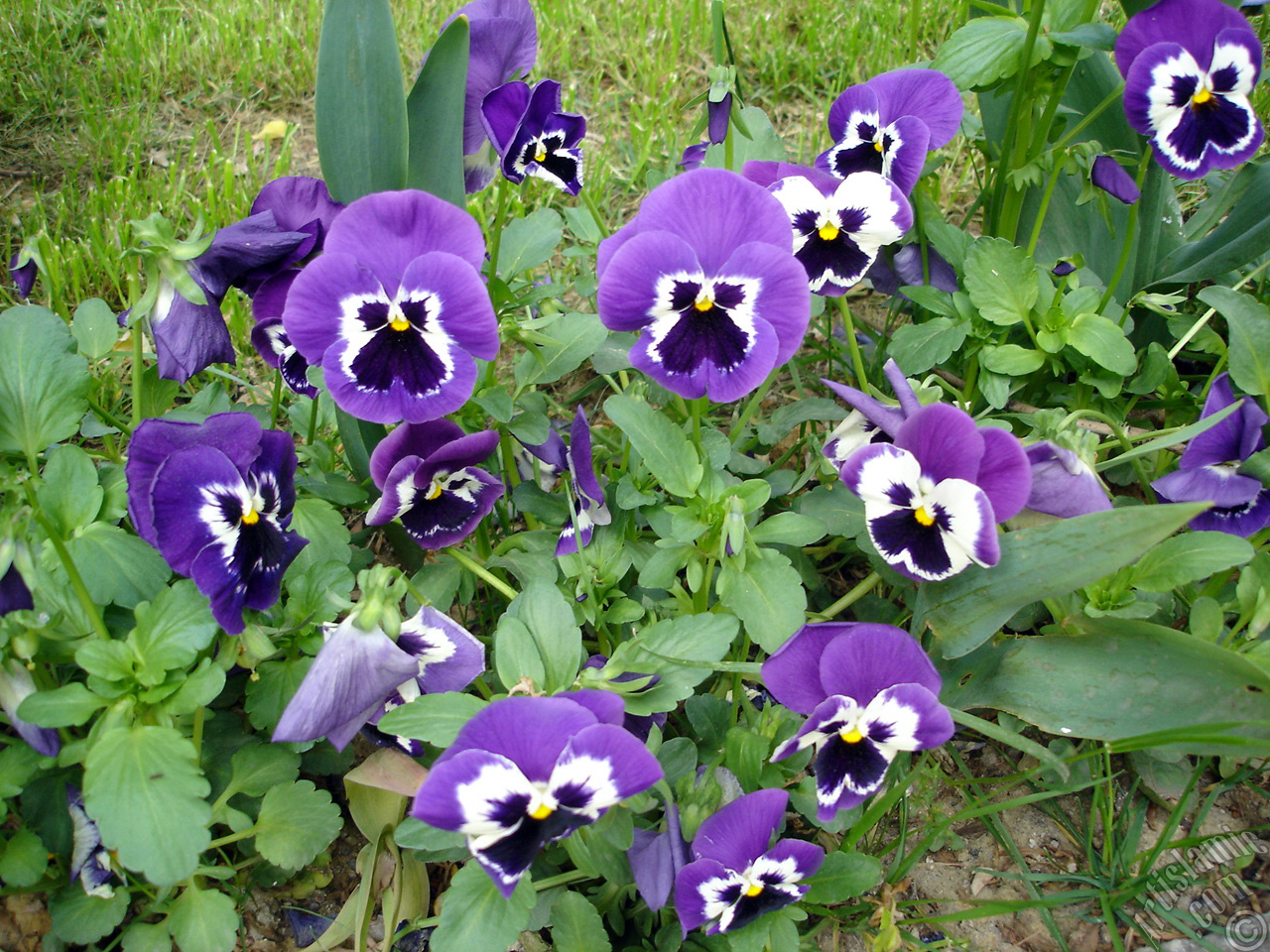 Purple color Viola Tricolor -Heartsease, Pansy, Multicoloured Violet, Johnny Jump Up- flower.
