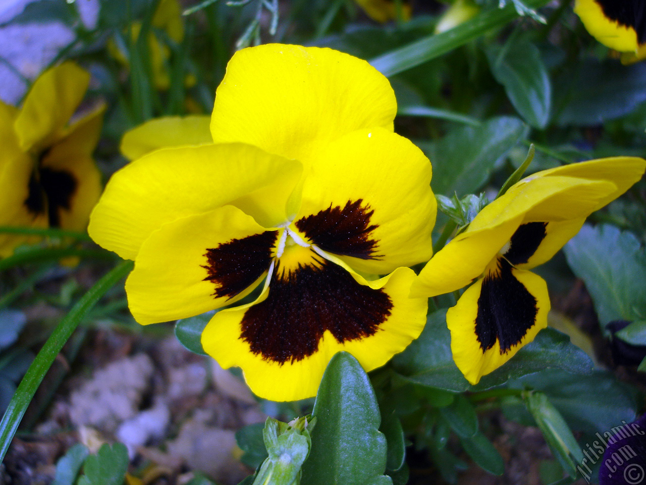 Yellow color Viola Tricolor -Heartsease, Pansy, Multicoloured Violet, Johnny Jump Up- flower.
