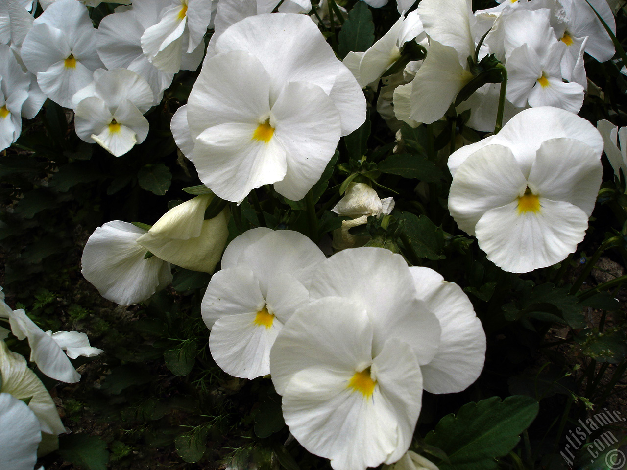 White color Viola Tricolor -Heartsease, Pansy, Multicoloured Violet, Johnny Jump Up- flower.
