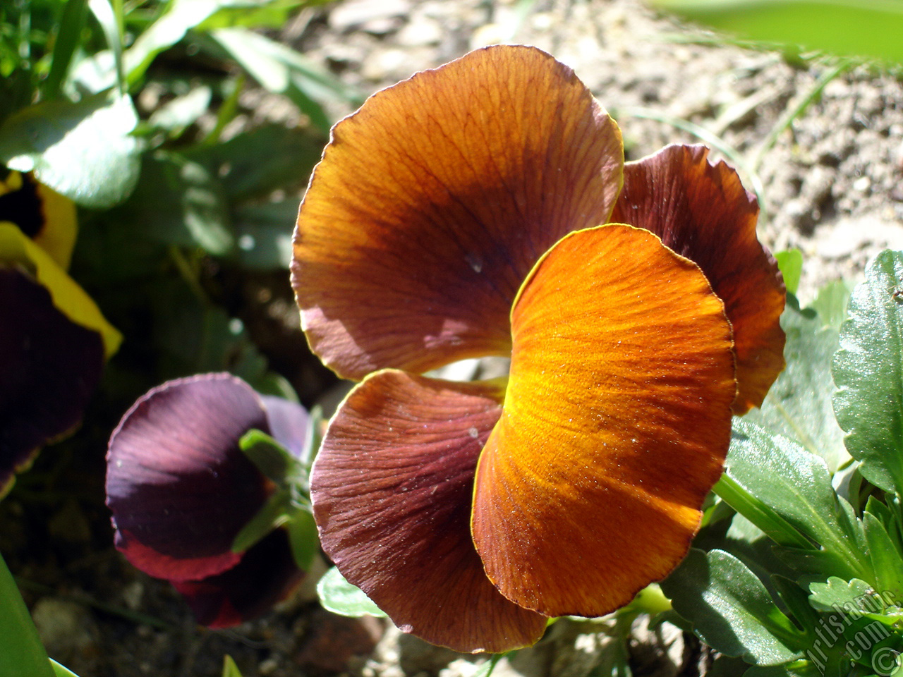 Brown color Viola Tricolor -Heartsease, Pansy, Multicoloured Violet, Johnny Jump Up- flower.
