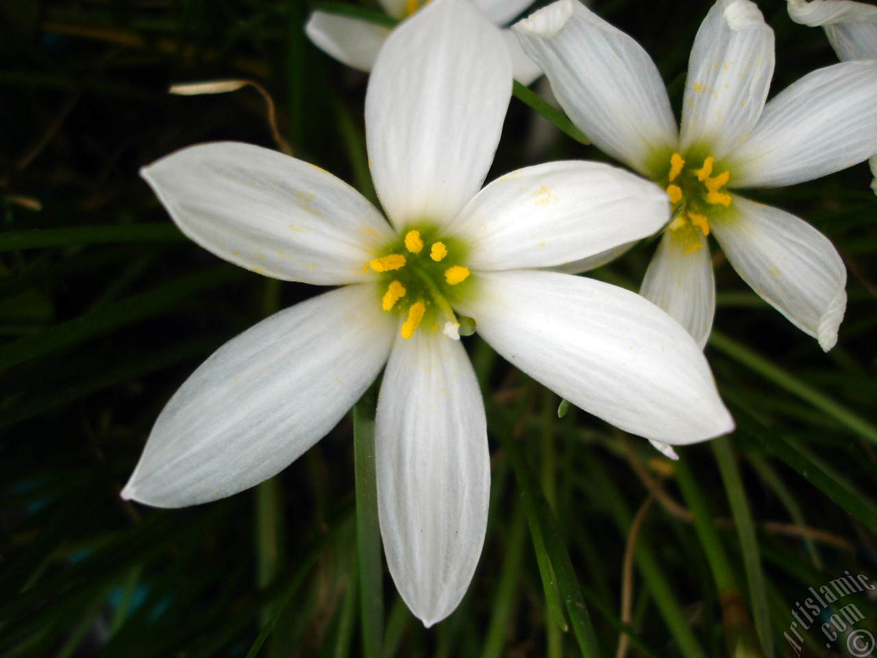 White color flower similar to lily.
