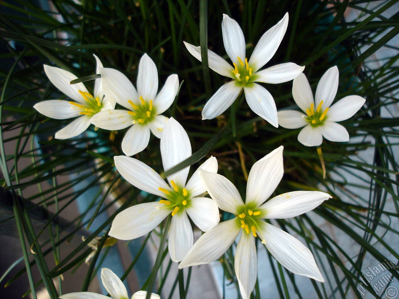 White color flower similar to lily.
