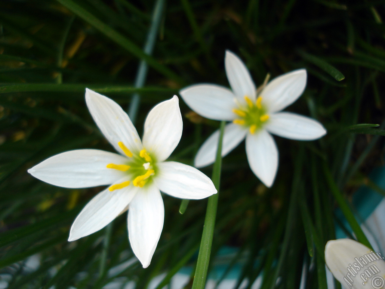 White color flower similar to lily.
