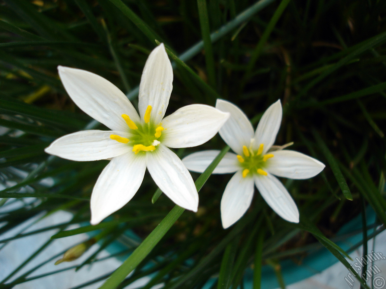 White color flower similar to lily.
