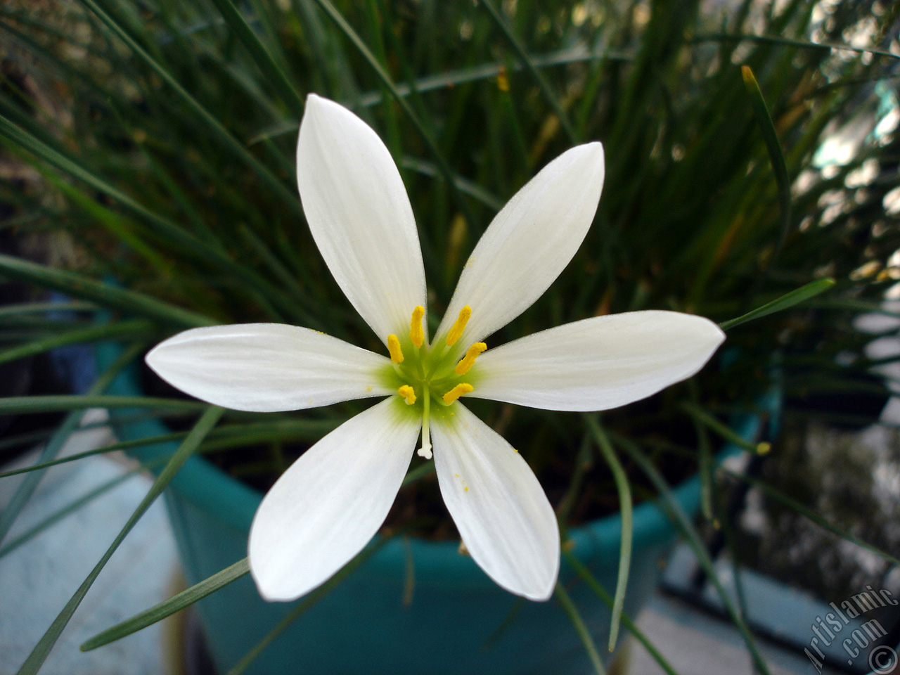 White color flower similar to lily.
