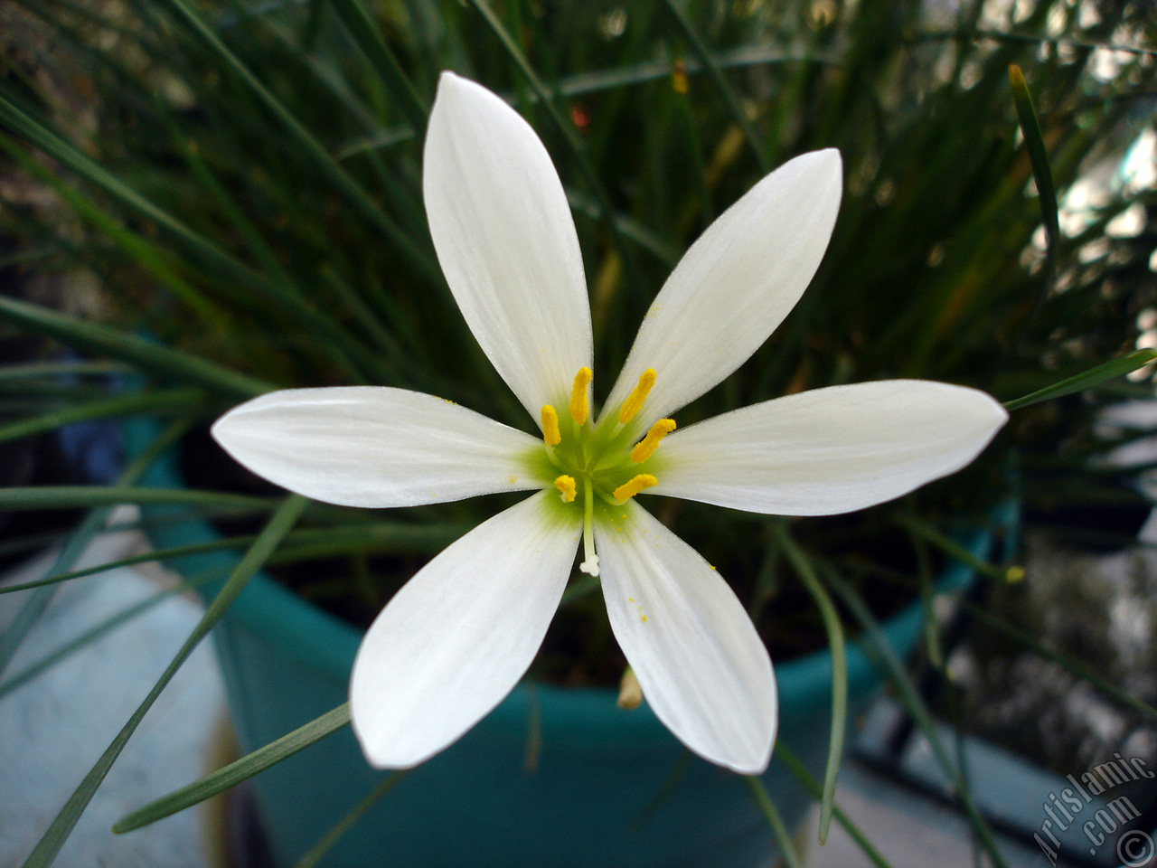 White color flower similar to lily.
