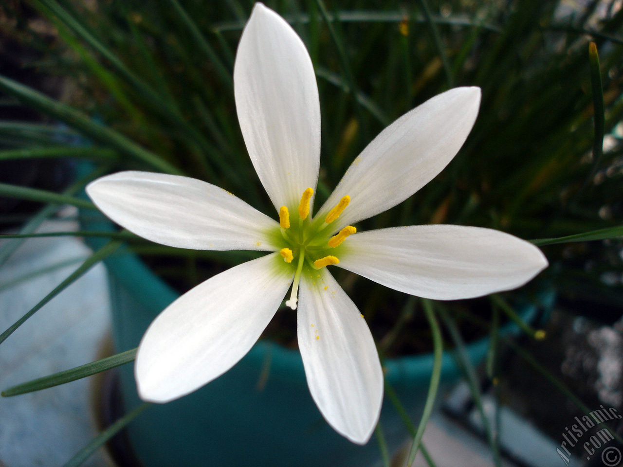 White color flower similar to lily.
