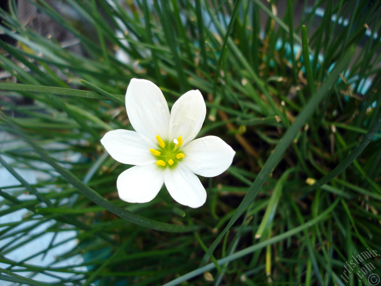 White color flower similar to lily.
