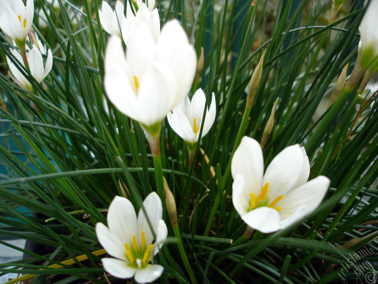 White color flower similar to lily.
