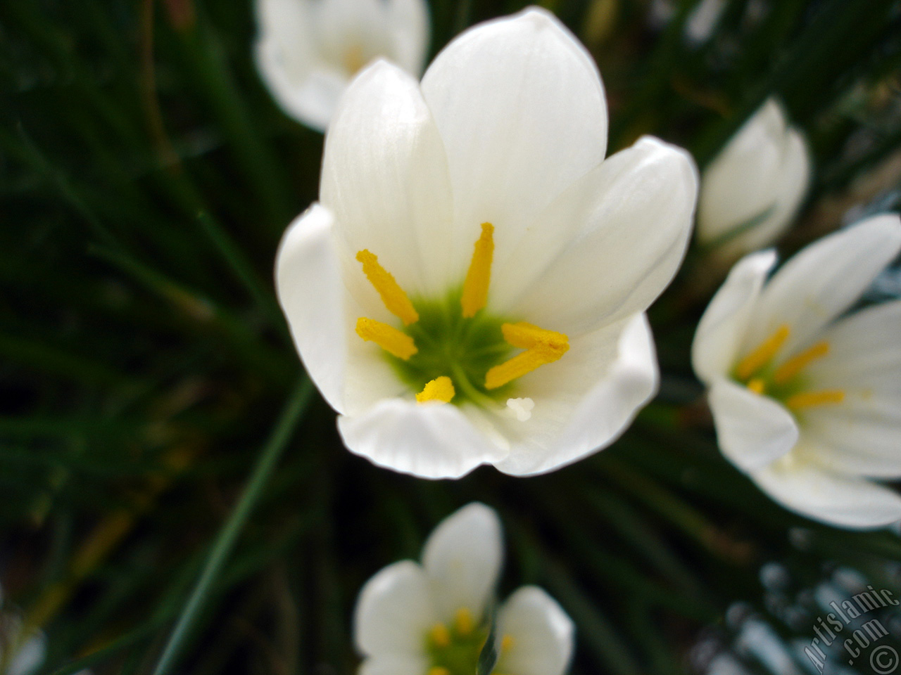 White color flower similar to lily.

