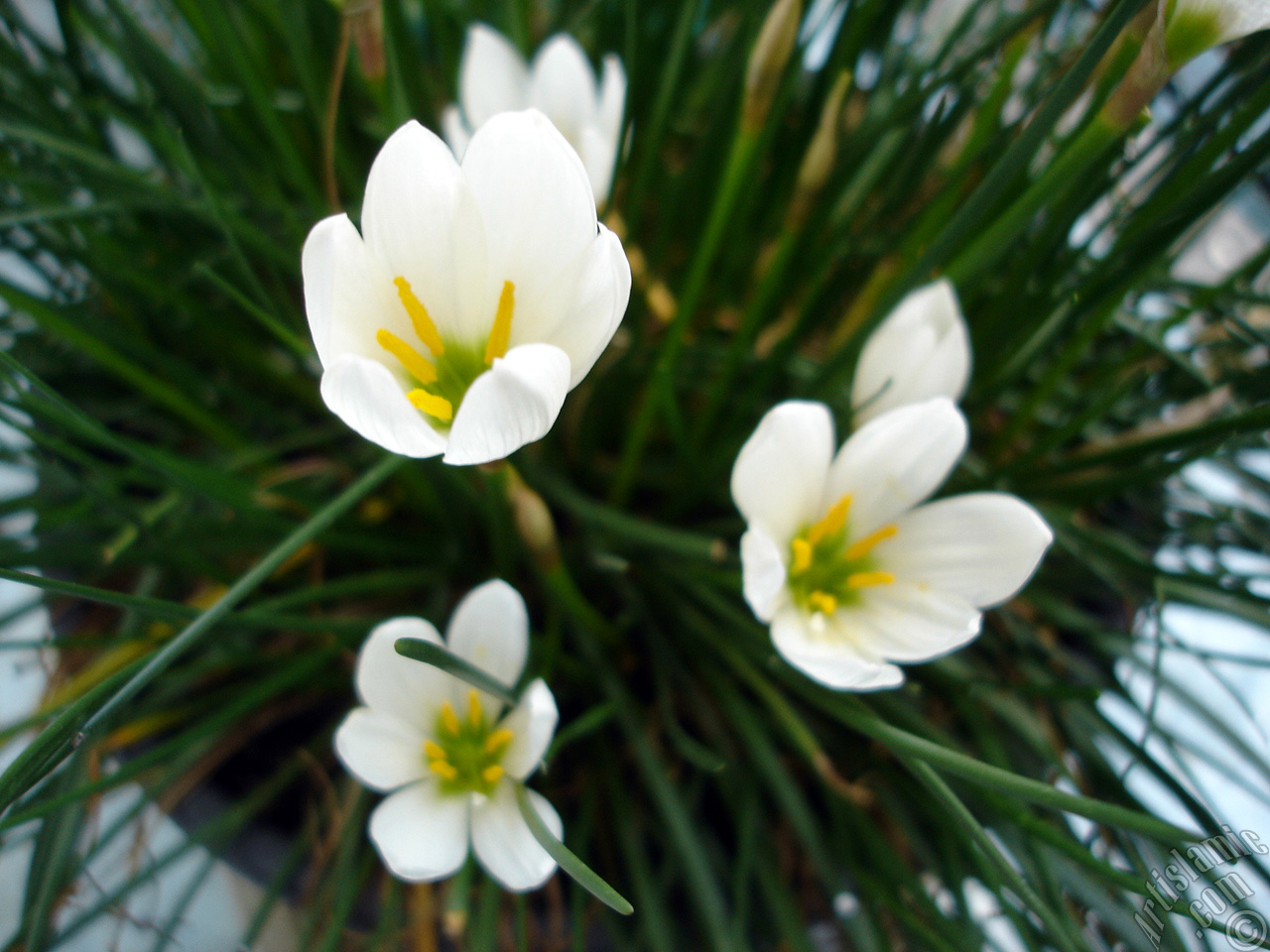 White color flower similar to lily.

