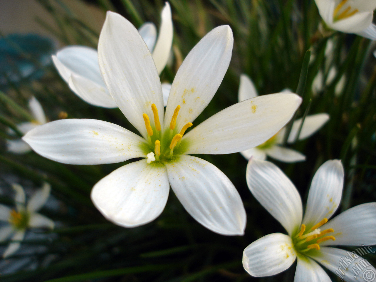 White color flower similar to lily.
