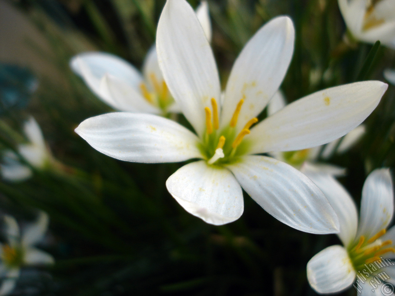 White color flower similar to lily.
