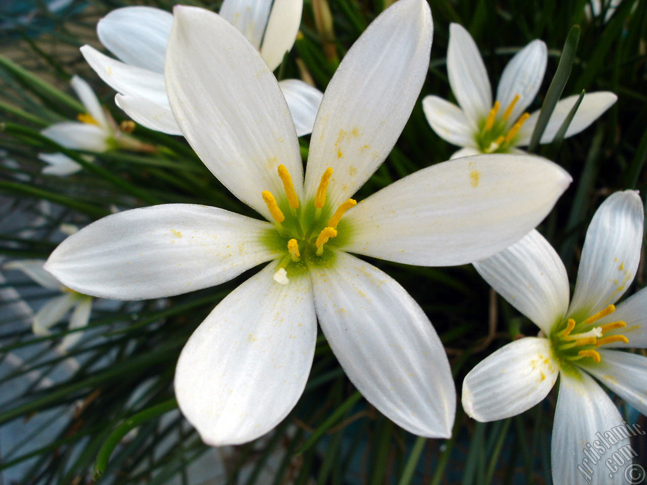 White color flower similar to lily.
