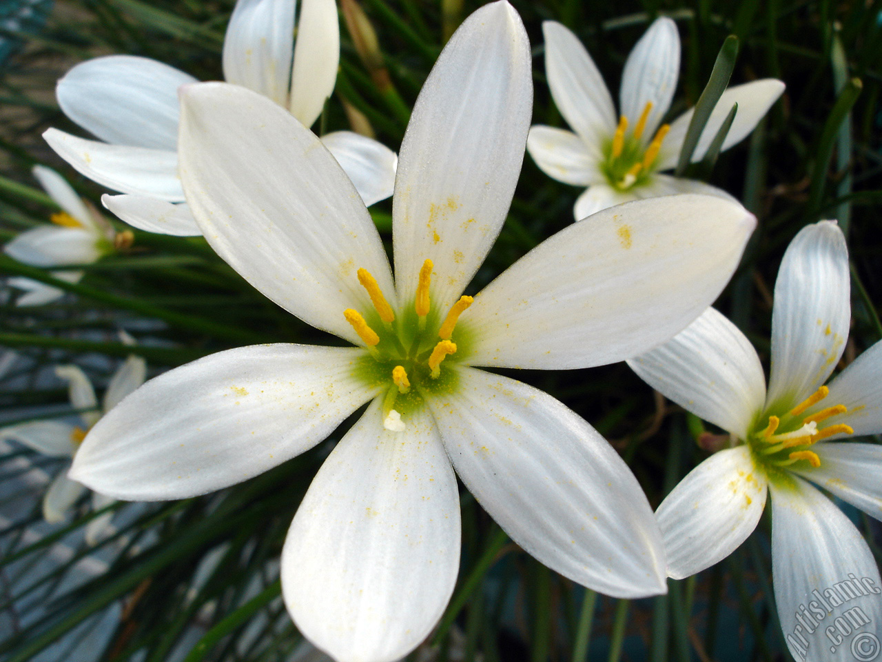 White color flower similar to lily.
