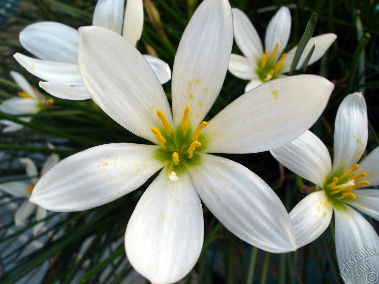 White color flower similar to lily.
