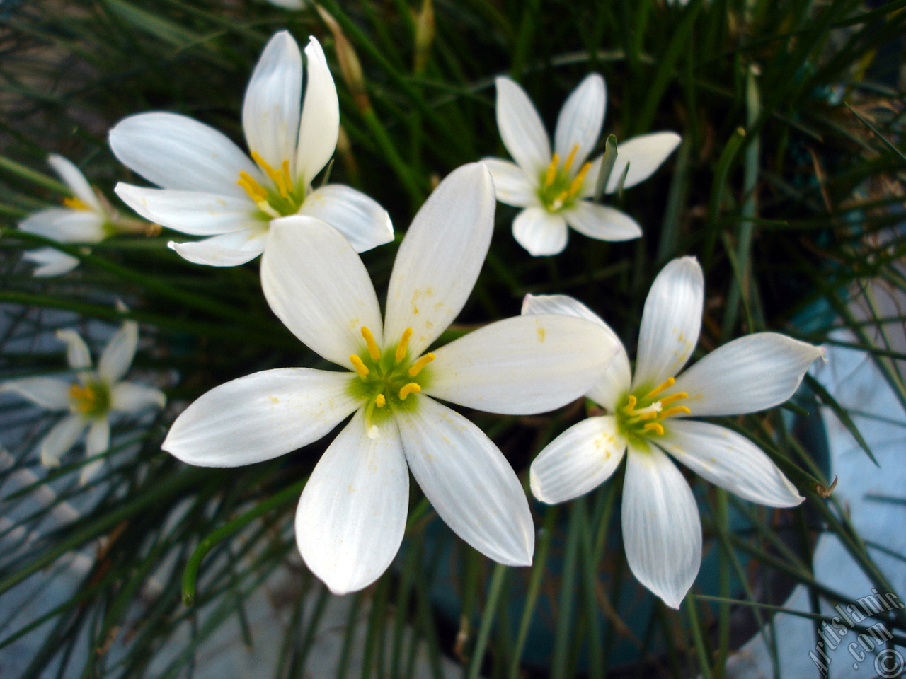 White color flower similar to lily.
