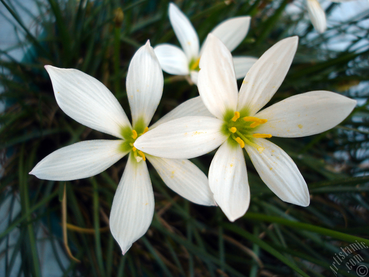 White color flower similar to lily.
