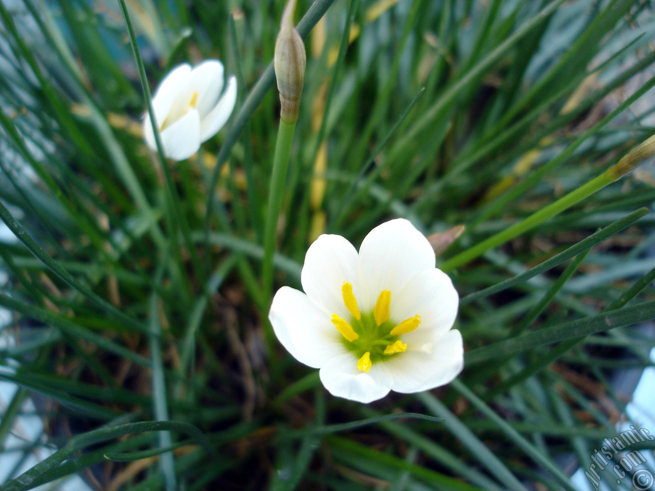 White color flower similar to lily.
