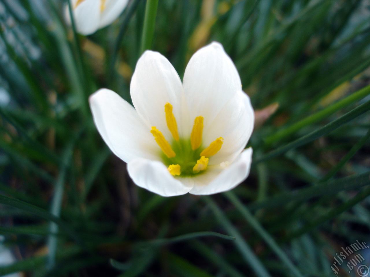 White color flower similar to lily.
