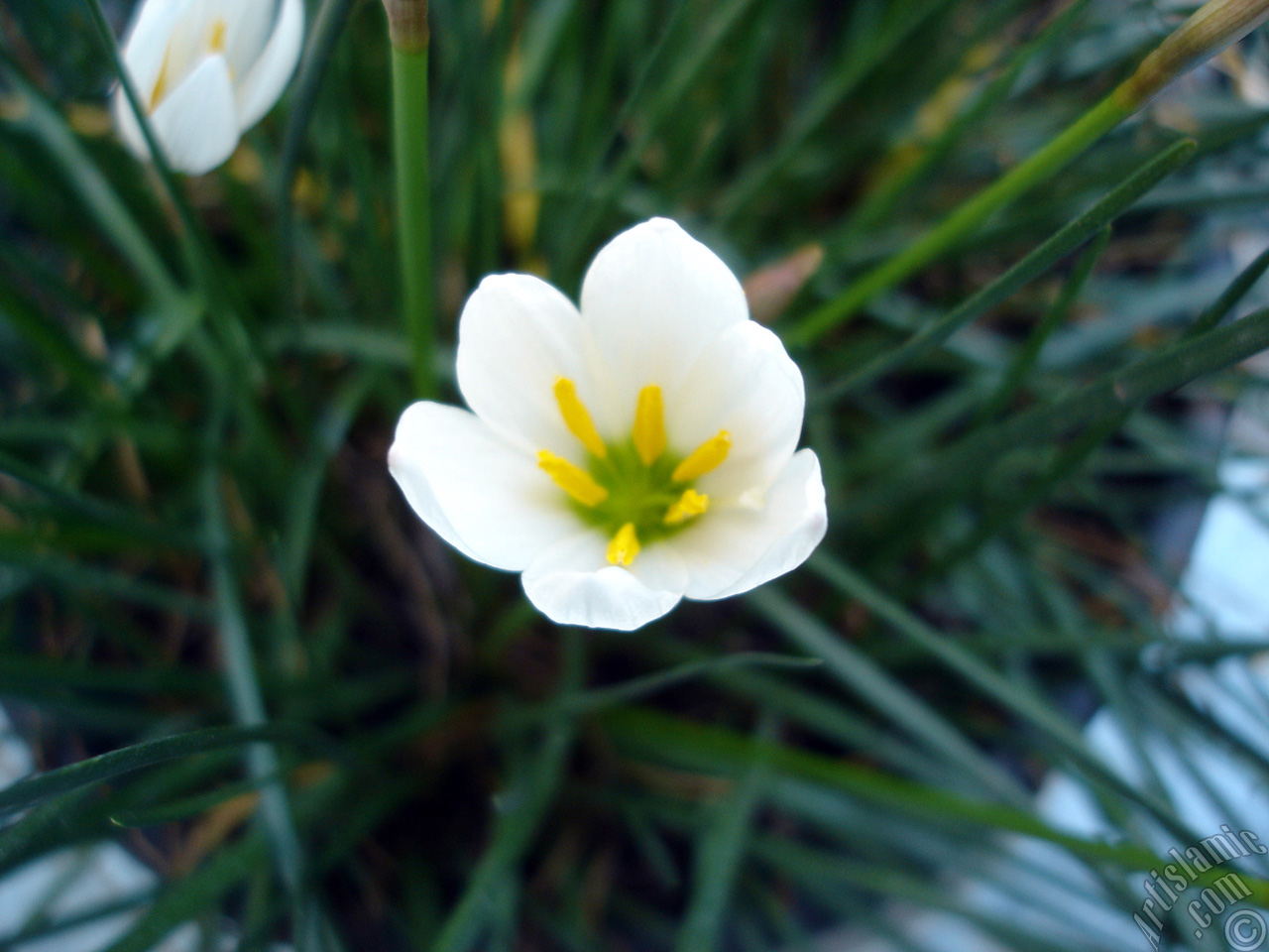 White color flower similar to lily.
