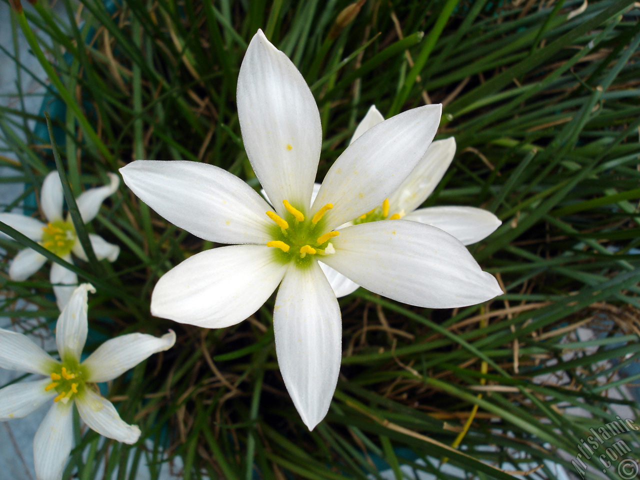 White color flower similar to lily.
