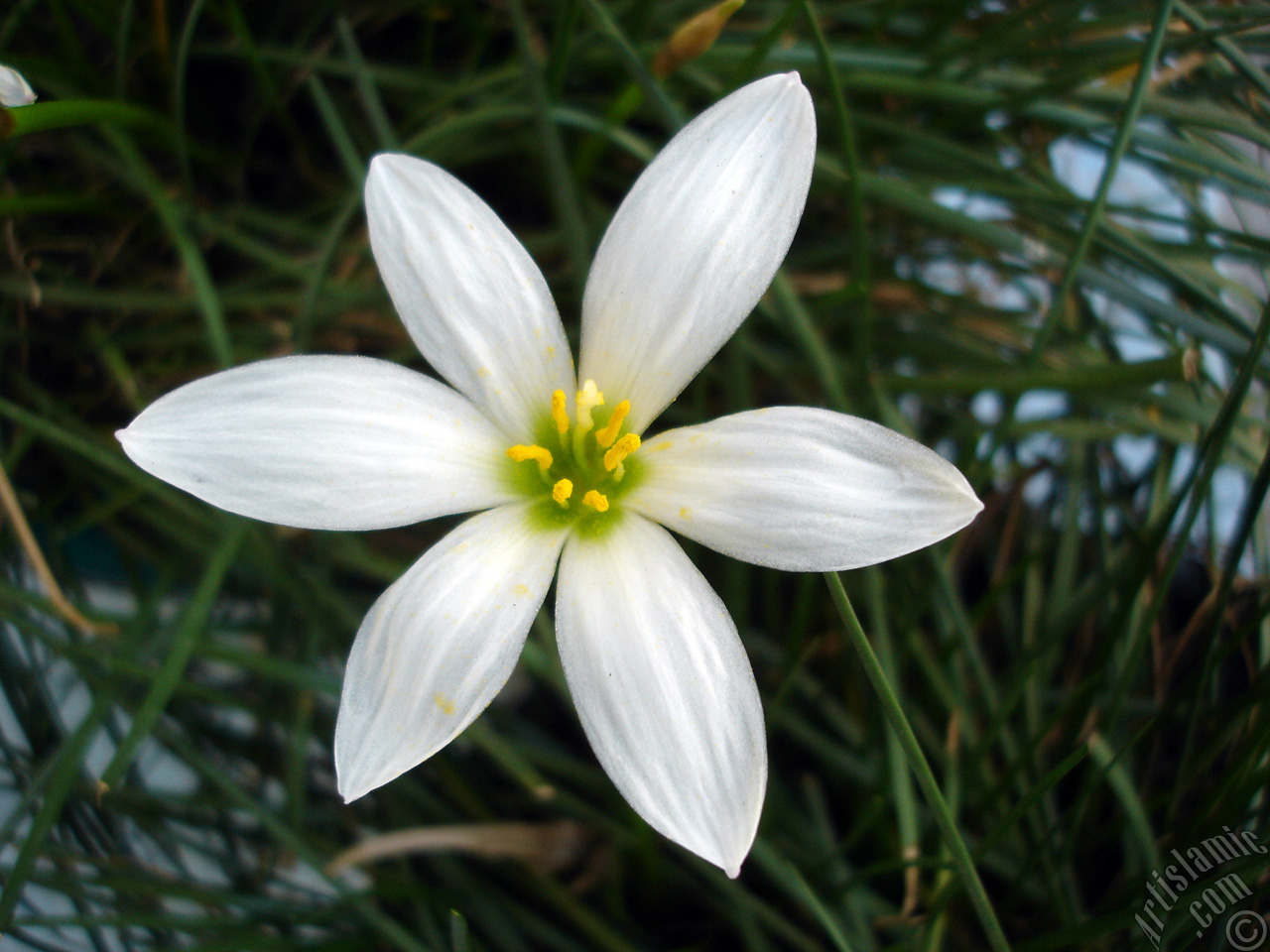 White color flower similar to lily.
