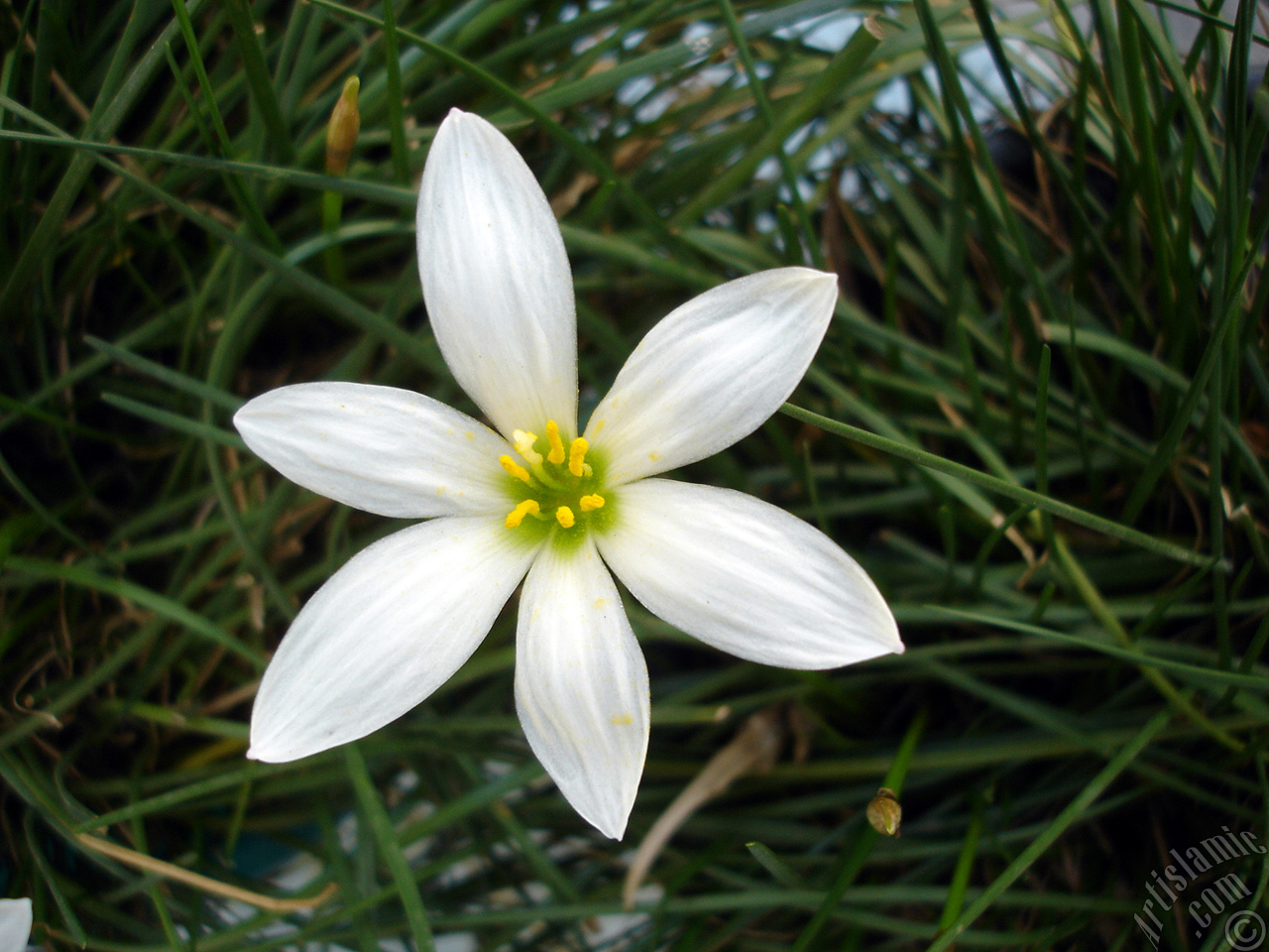 White color flower similar to lily.
