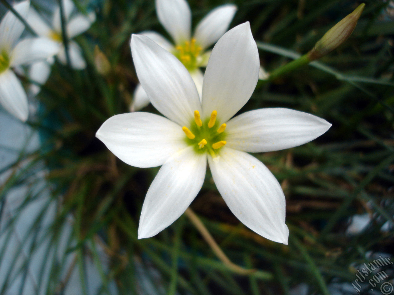 White color flower similar to lily.
