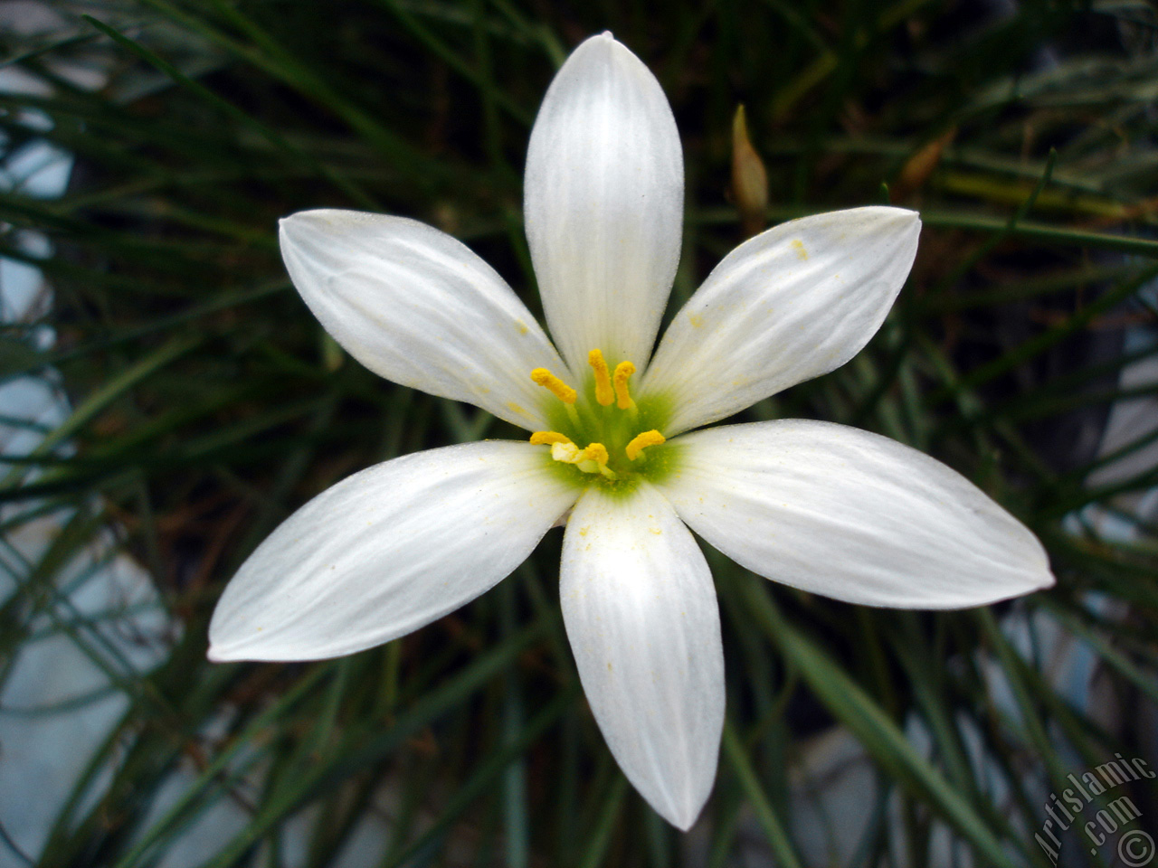 White color flower similar to lily.
