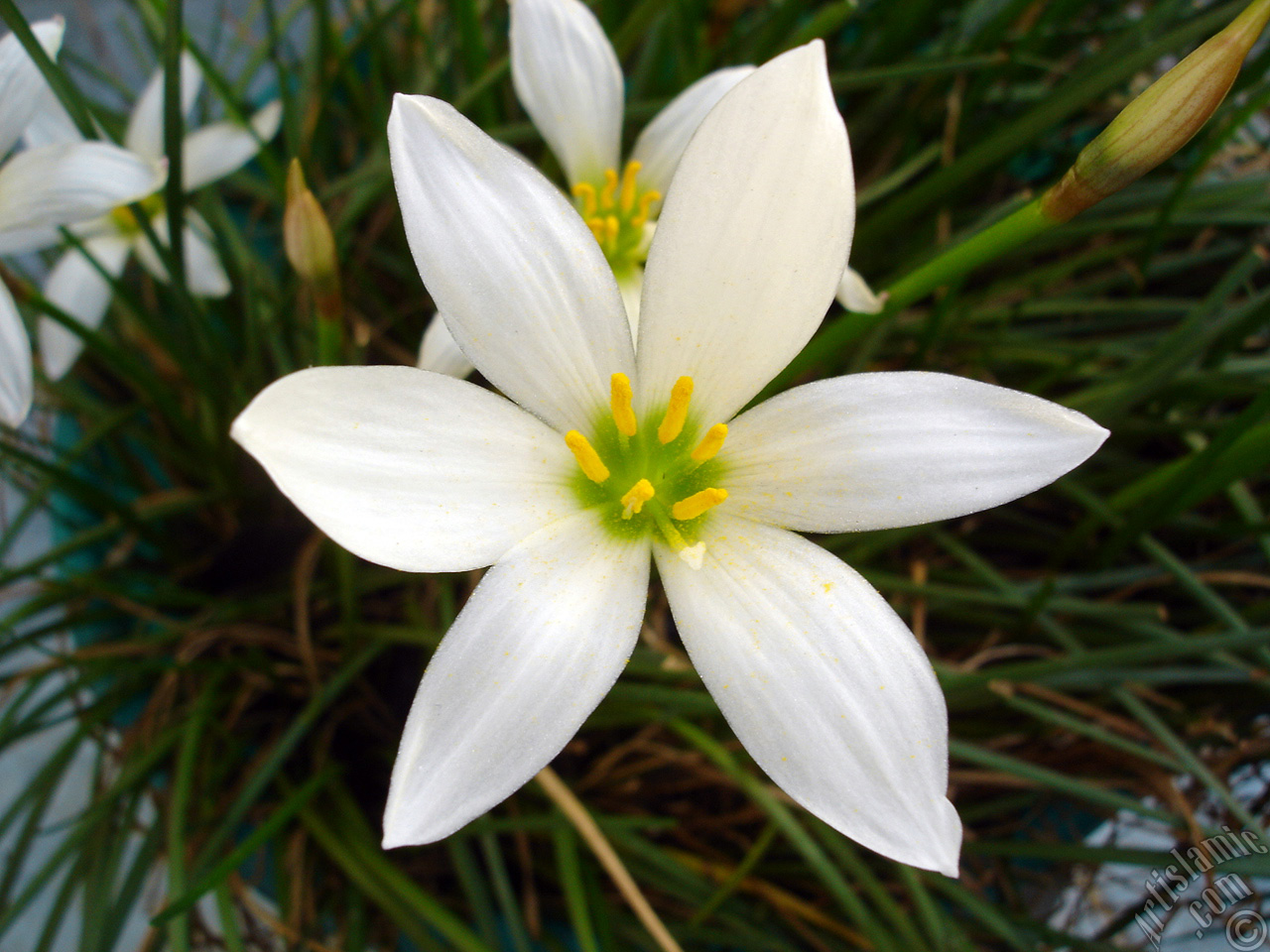 White color flower similar to lily.
