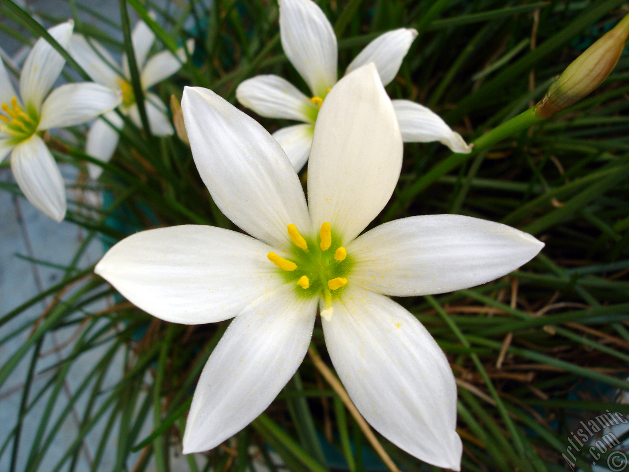 White color flower similar to lily.
