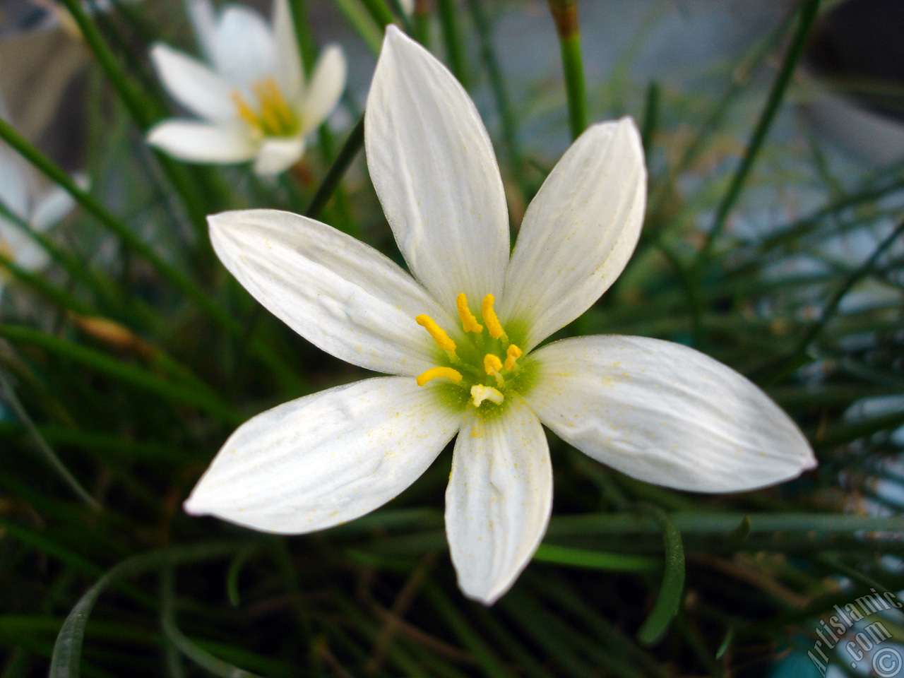 White color flower similar to lily.
