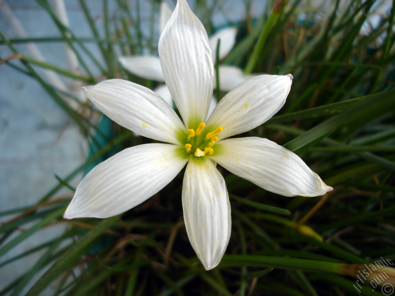 White color flower similar to lily.
