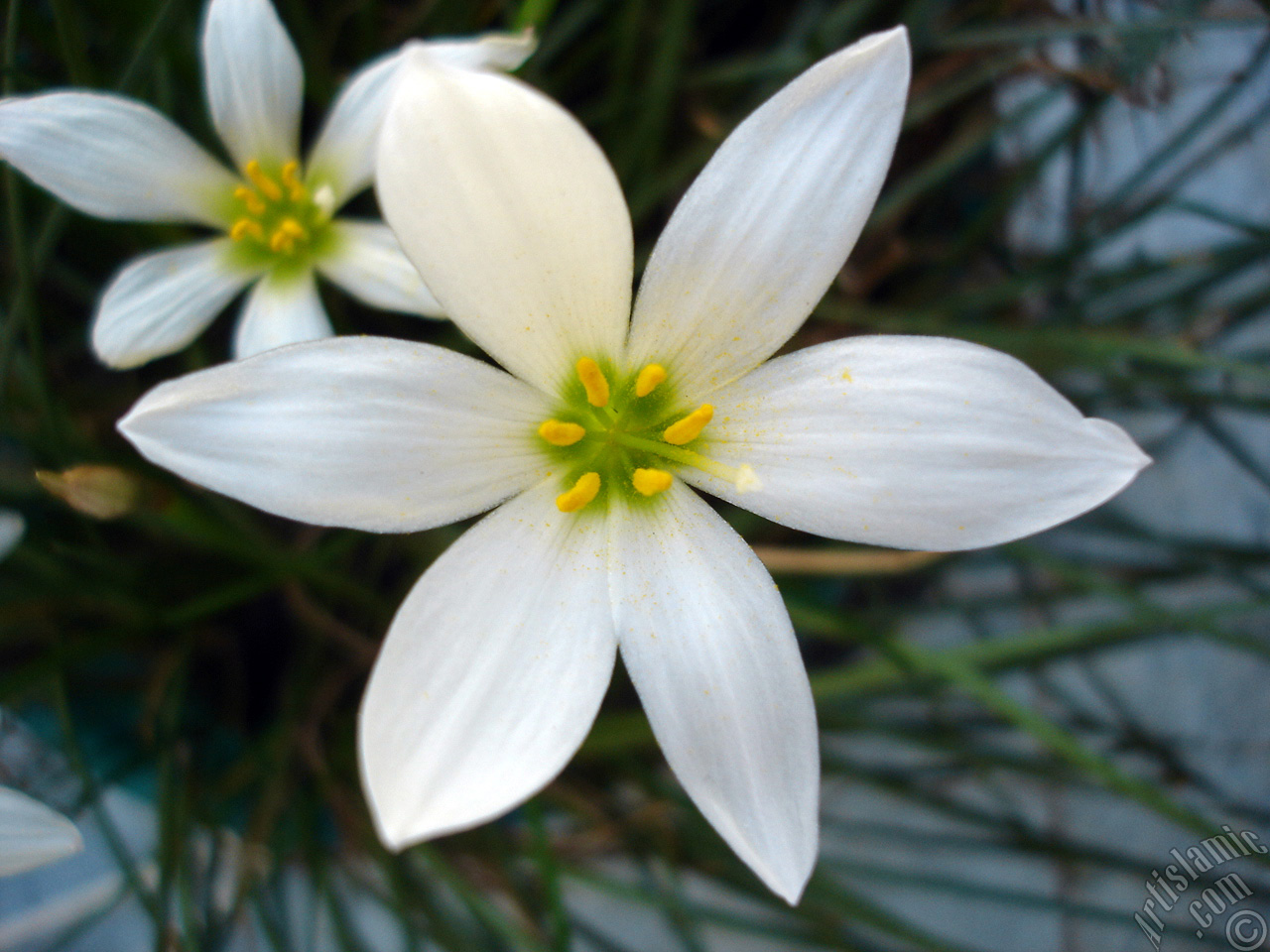 White color flower similar to lily.

