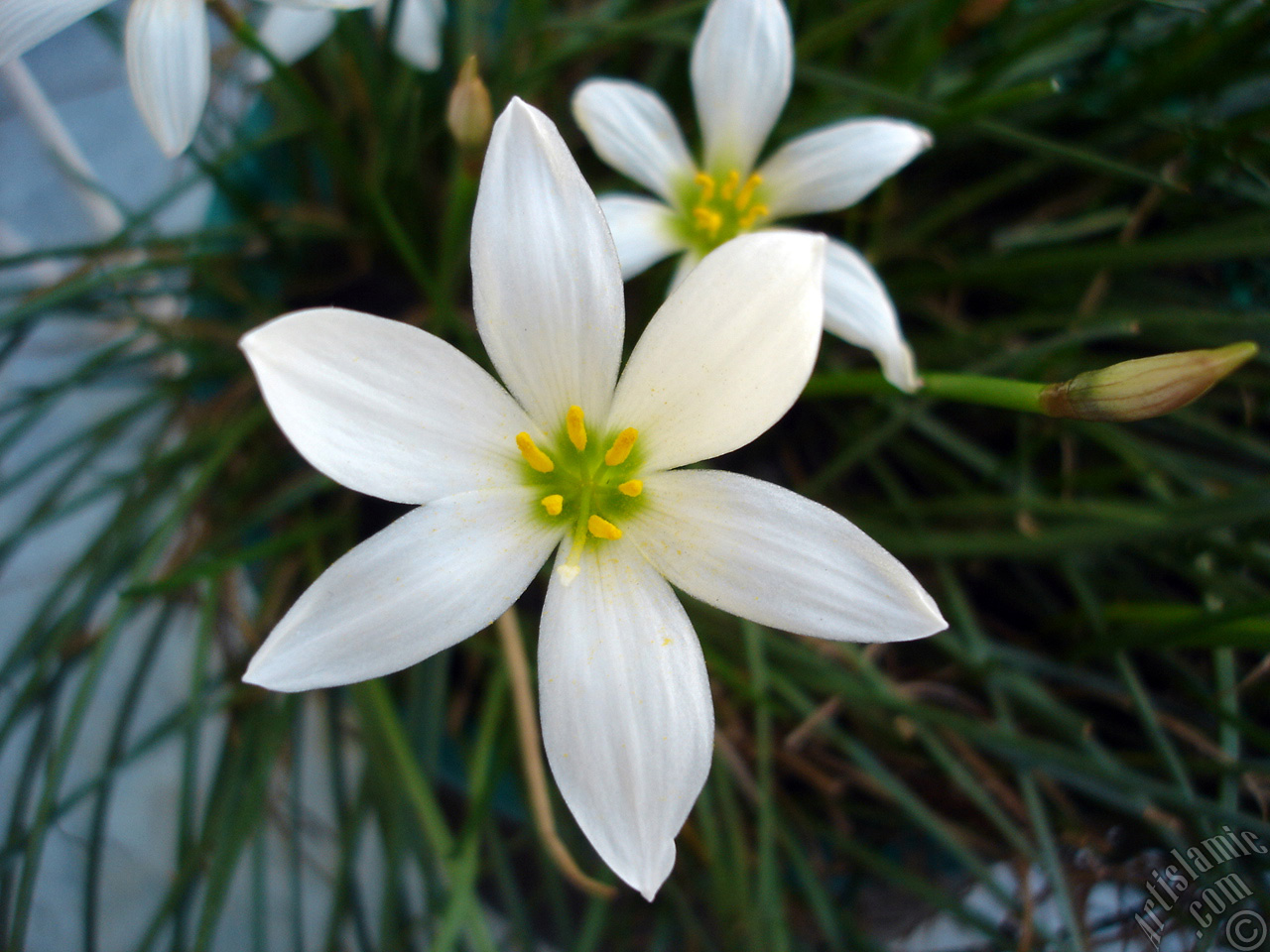 White color flower similar to lily.
