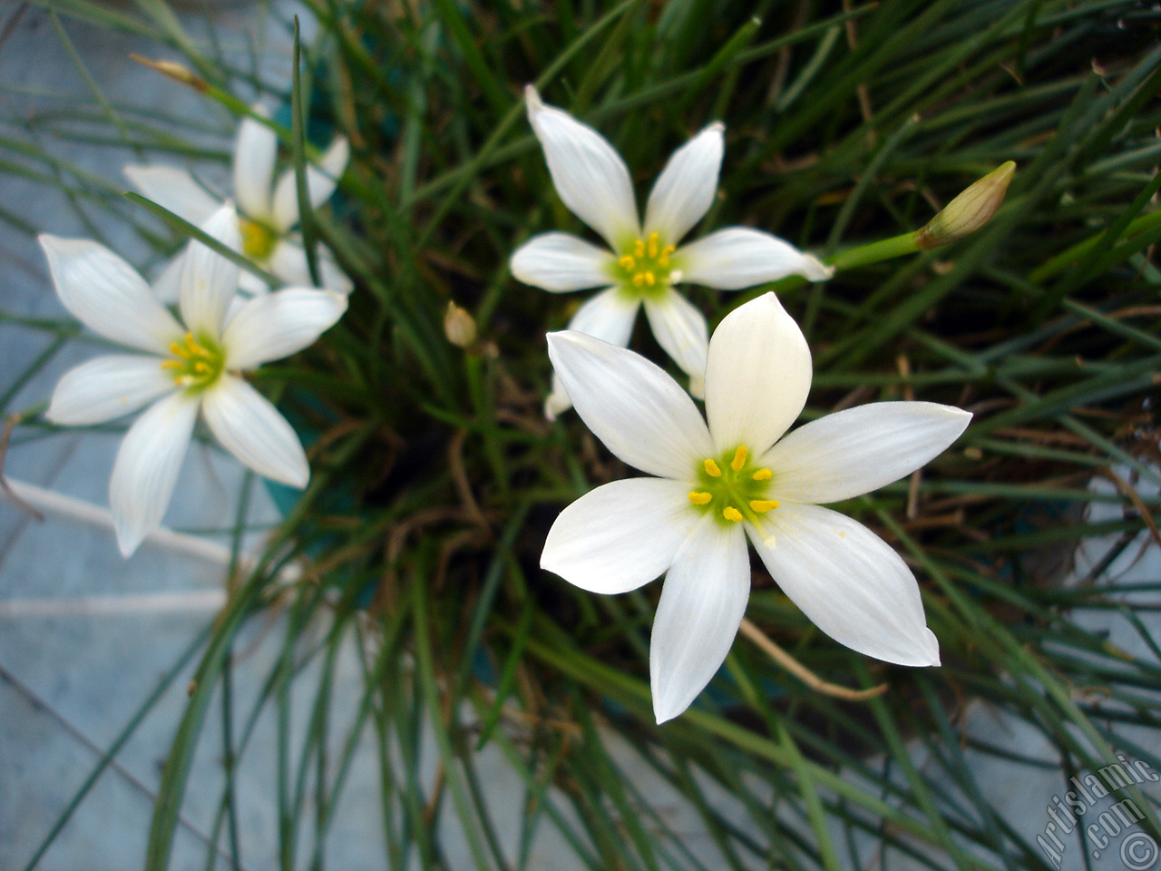 White color flower similar to lily.
