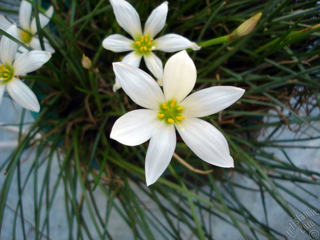 White color flower similar to lily.
