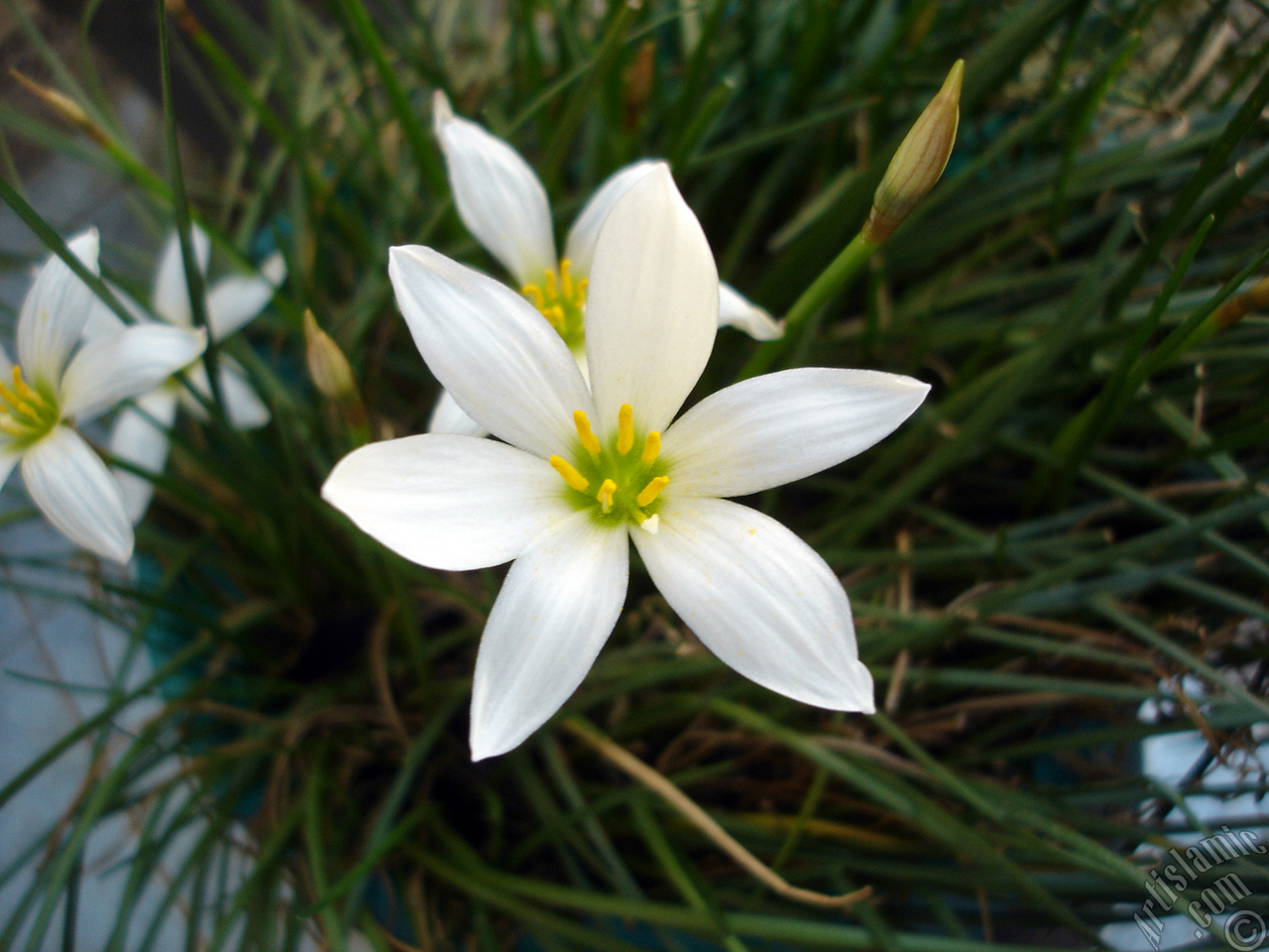 White color flower similar to lily.
