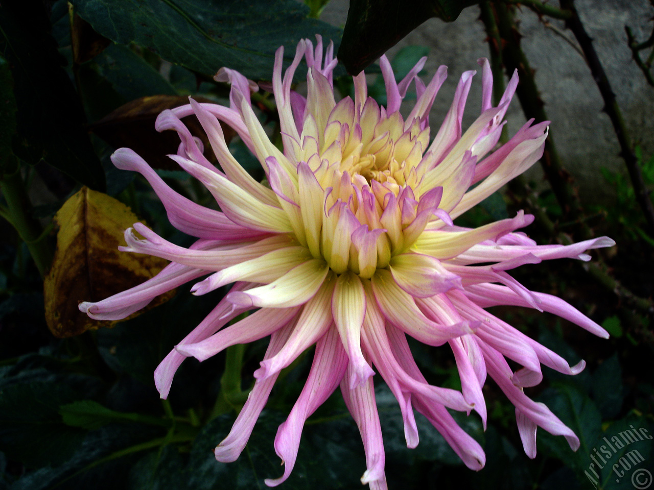 Dahlia flower.
