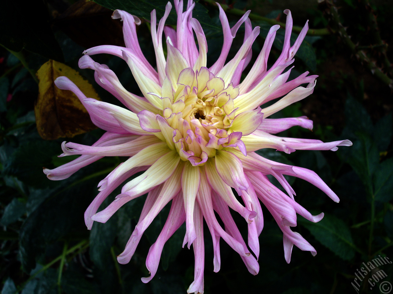Dahlia flower.
