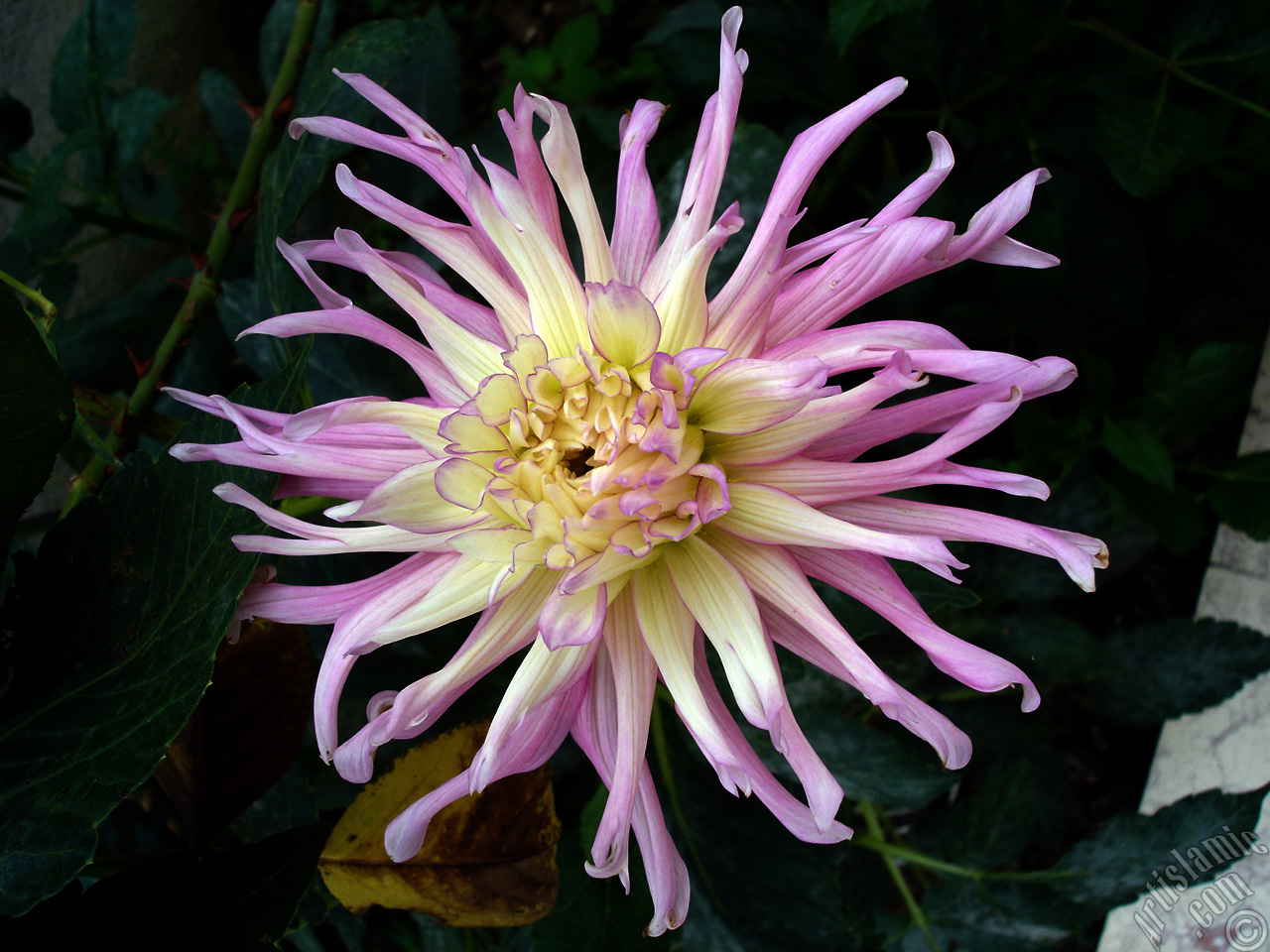 Dahlia flower.
