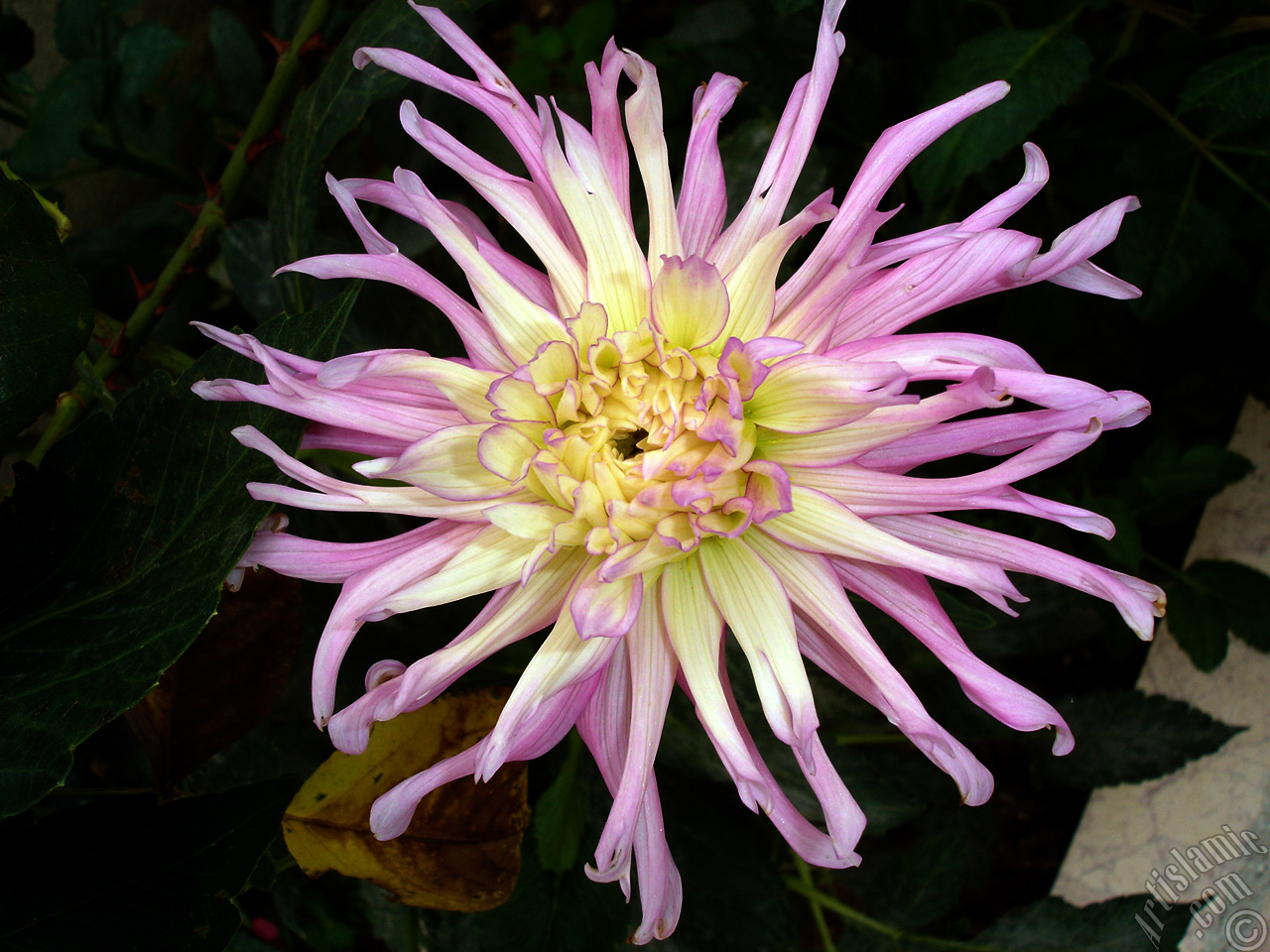 Dahlia flower.
